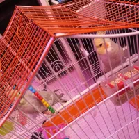 یک جفت عروس هلندی سرحال