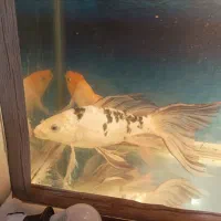 دوعدد ماهی کوی پوست چرم و باله بلند