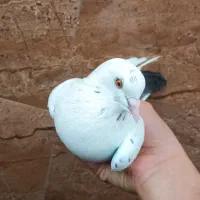 کبوتر ماده