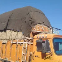 باگاس نیشکر|حیوانات مزرعه|کیش, |دیوار