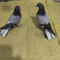 جوجه برجی دمسفید