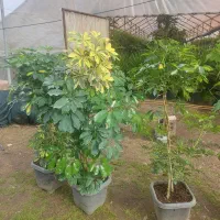 شفلرا بنسا بزرگ ابلغ و سبز