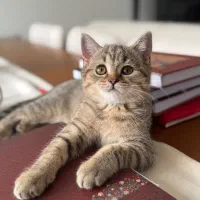 گربه اسکاتیش|گربه|گرگان, |دیوار
