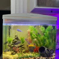 آکواریوم زیبا