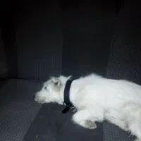 واگذاری سگ|سگ|قزوین, |دیوار