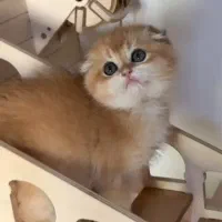 گربه اصیل اسکاتیش دبل فولدny12