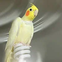 عروس هلندی