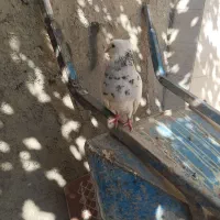 کبوتر طوقی|پرنده|لردگان, |دیوار