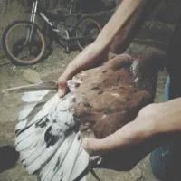 کبوتر جفت نامبر