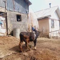 گاو‌نر
