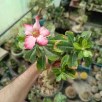 بنسای آدنیوم کاکتوس