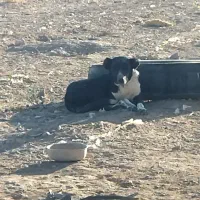 واگذاری سگ ماده قدریجونی یکساله و دو توله پنج ماهه