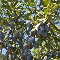 فروش باغ در سیسخت یاسوج|فروش زمین و ملک کلنگی|سیسخت, |دیوار