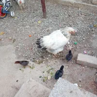 مرغ برهما