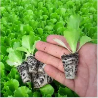 نشا فلفل بادمجان گوجه|خدمات باغبانی و درختکاری|کازرون, |دیوار