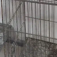 نگهداری پرنده خانگی