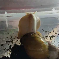 واگذاری و فروش