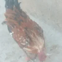 فروش خروس جوان گلین