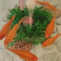 فروش ماهی گوپی به قیمت عمده|ماهی|شیراز, شریفآباد|دیوار