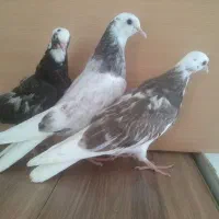 3  تا  جوجه تهرانی