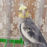 عروس هلندی نر