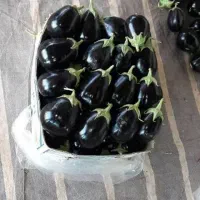 بادمجان رودان عمده|حراج|مریوان, |دیوار