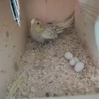 عروس هلندی رو تخم نر کینگ