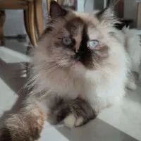 گربه پرشین اصیل یالدار|گربه|کرج, فاز ۱ مهرشهر|دیوار