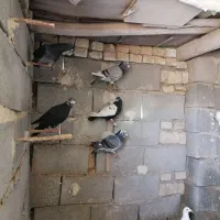 کبوترپرشی|پرنده|کاشمر, |دیوار