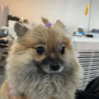 سگ پامر روباهی گمشده است