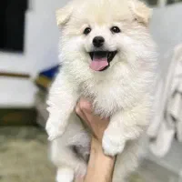 پامرانی خرسی بسیار اجتماعی