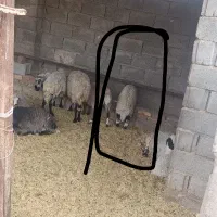 بره نررگایی