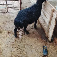 گوسفند شیشگ|حیوانات مزرعه|لیلان, |دیوار