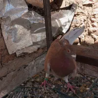 کبوتر|پرنده|جوانرود, |دیوار
