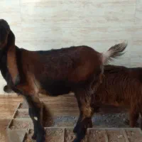 فروش بز افغانی|حیوانات مزرعه|حمیدیه, |دیوار