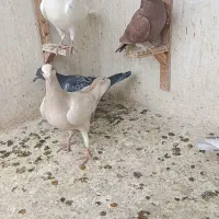 کفتر 16تا جوجه سارو دم‌سفید