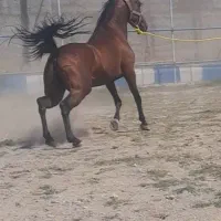 اسب کرد مادیان