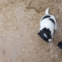 واگذاری پاکوتا|سگ|گنبد کاووس, |دیوار