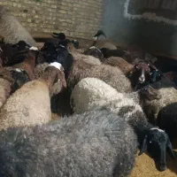 مال چاق|حیوانات مزرعه|قزوین, |دیوار