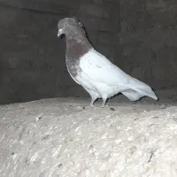 کله سرخ ماده