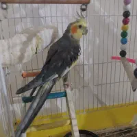عروس نر ماده
