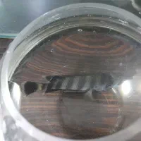 آکواریم.. فروش فوری|ماهی|تهران, مسعودیه|دیوار