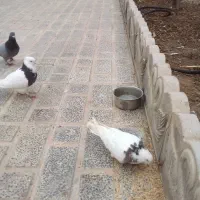 کبوتر|پرنده|آبیک, |دیوار