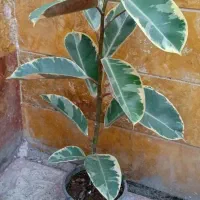 گیاهان آپارتمانی|گل و گیاه طبیعی|اردبیل, |دیوار