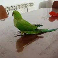 سه عدد طوطی ملنگو فرشی