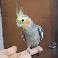 طوطی عروس اهلی 10 ماهه