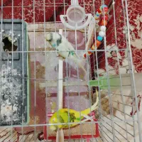 مرغ عشق|پرنده|نسیم‌شهر, |دیوار