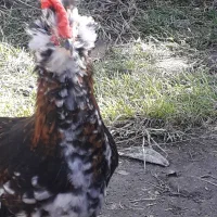 نیمچه گلین ،فول ریش و کاکل