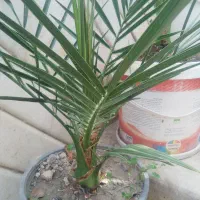 فروش نهال خرما ۶ ساله