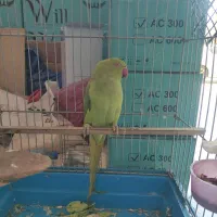 طوطی ملنگو سالم ماده